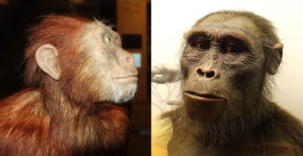 Australopithecines: The OGs